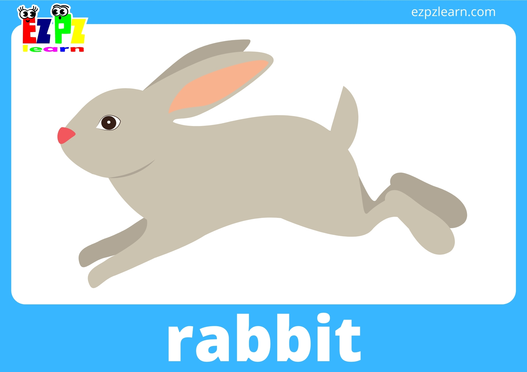 rabbit